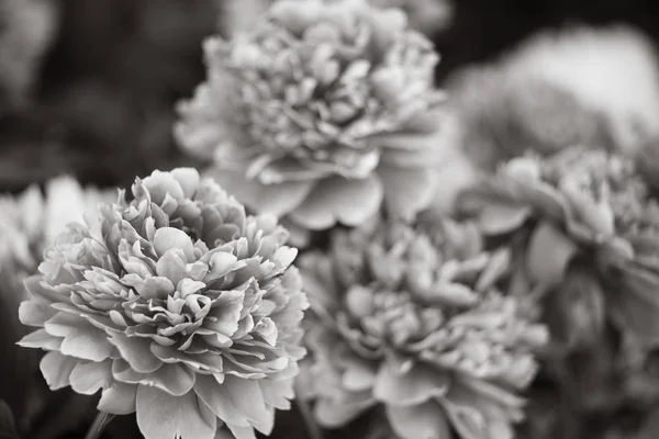 Siyah Beyaz Yumuşak Odak Peonies Bahçe Görüntüsü Çiçek Açan Peonies — Stok fotoğraf