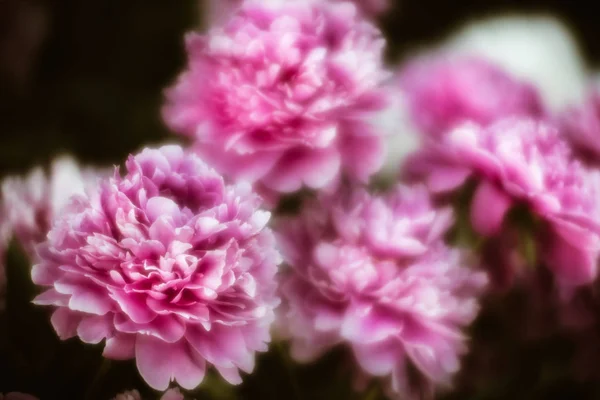 정원에서 분홍색과 모란의 소프트 포커스의 이미지 분홍색과 선택적 초점입니다 필드의 — 스톡 사진