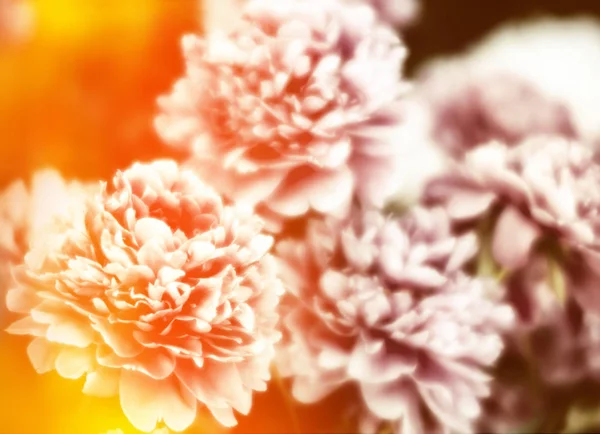 정원에서 분홍색과 모란의 소프트 포커스의 이미지 분홍색과 선택적 초점입니다 필드의 — 스톡 사진