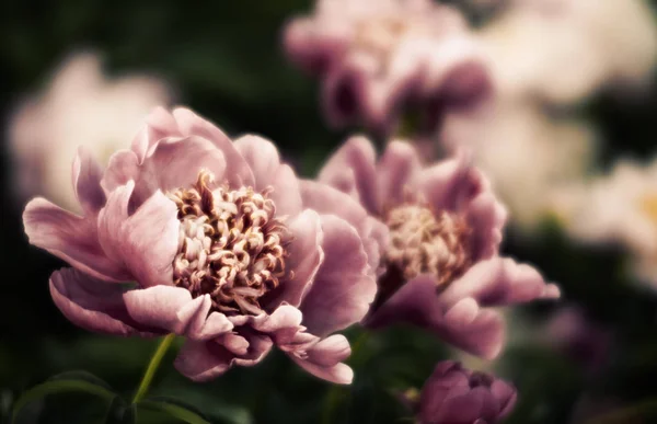 Soft focus image of pink and white peonies in the garden. Blooming pink and white peonies. Selective focus. Shallow depth of field.