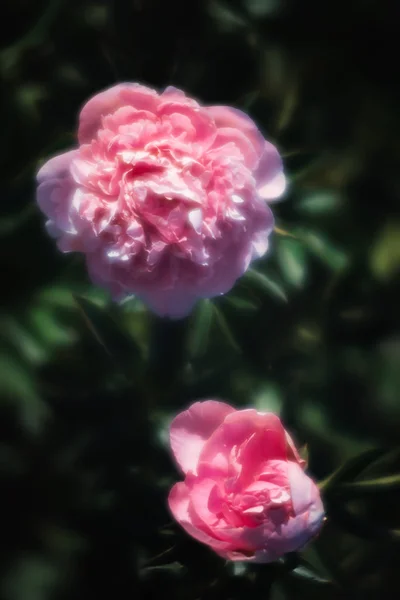 Pembe Beyaz Peonies Bahçede Yumuşak Odak Görüntüsü Pembe Beyaz Peonies — Stok fotoğraf