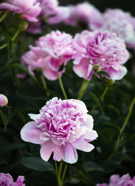 Pembe Beyaz Peonies Bahçede Yumuşak Odak Görüntüsü Pembe Beyaz Peonies — Stok fotoğraf