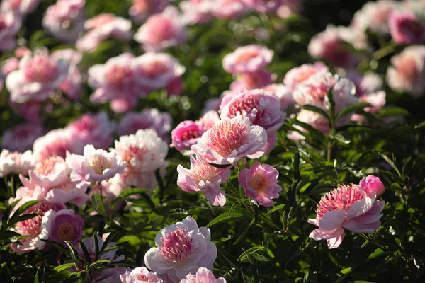 花园中粉红色和白色牡丹的柔和聚焦图像 盛开的粉红色和白色的牡丹 选择性对焦 场浅景深 — 图库照片