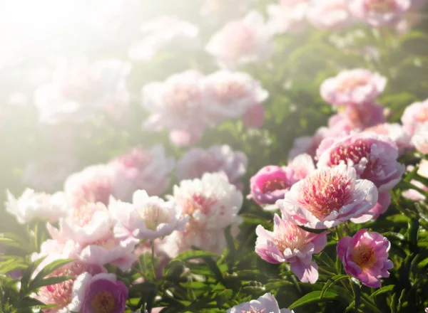 Lágy Fókusz Képe Nap Fény Rózsaszín Fehér Pünkösdi Rózsa Virágzó — Stock Fotó