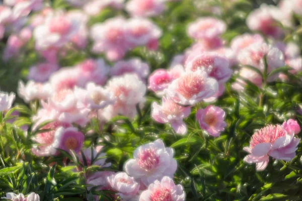 Soft focus image of pink and white peonies in sun light. Blooming pink and white peonies. Selective focus. Shallow depth of field.