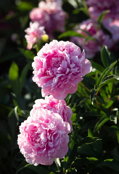 花园中粉红色和白色牡丹的柔和聚焦图像 盛开的粉红色和白色的牡丹 选择性对焦 场浅景深 — 图库照片