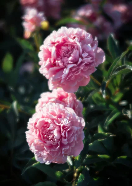 Nieostrość Obrazu Piwonie Różowy Biały Ogrodzie Kwitnący Różowe Białe Peonie — Zdjęcie stockowe