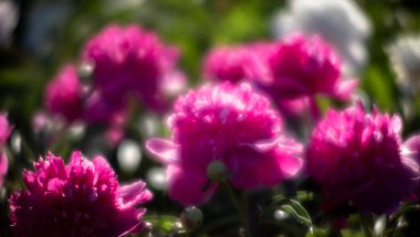 Yumuşak odak pembe çiçek açan görüntü peonies bahçede. Seçici odak. Sığ derinlik-in tarla