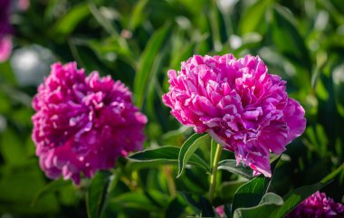 Yumuşak odak pembe çiçek açan görüntü peonies bahçede. Seçici odak. Sığ derinlik-in tarla