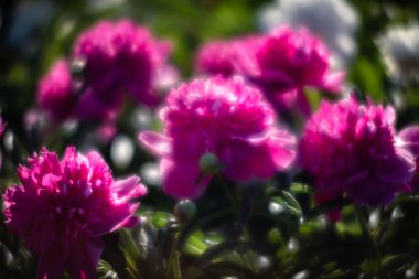 Yumuşak odak pembe çiçek açan görüntü peonies bahçede. Seçici odak. Sığ derinlik-in tarla