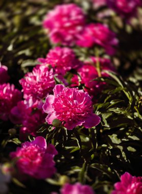 Yumuşak odak pembe çiçek açan görüntü peonies bahçede. Seçici odak. Sığ derinlik-in tarla