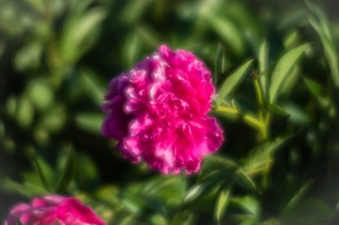 Yumuşak odak pembe çiçek açan görüntü peonies bahçede. Seçici odak. Sığ derinlik-in tarla