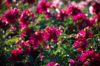 Yumuşak odak pembe çiçek açan görüntü peonies bahçede. Seçici odak. Sığ derinlik-in tarla