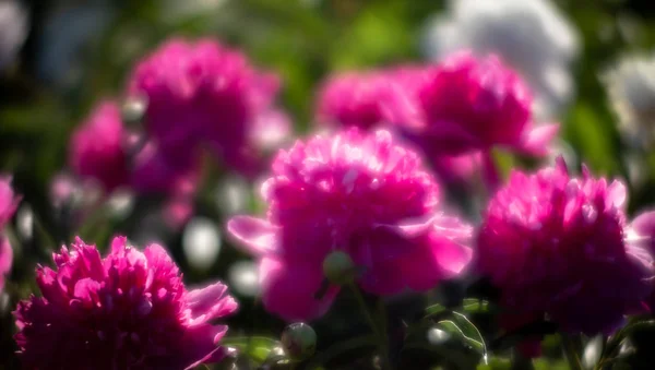 Nieostrość Obrazu Kwitnienia Różowy Piwonie Ogrodzie Selektywny Fokus Płytkiej Głębi — Zdjęcie stockowe