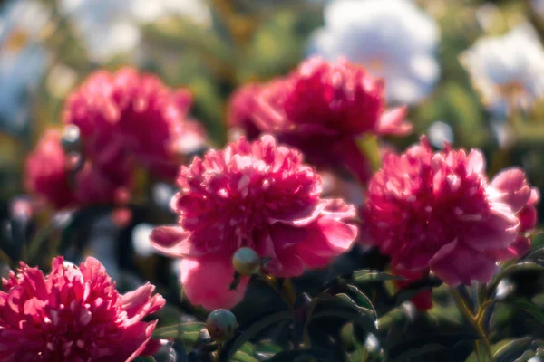 Soft Focus Image Blooming Pink Peonies Garden Selective Focus Shallow — Stock Photo, Image