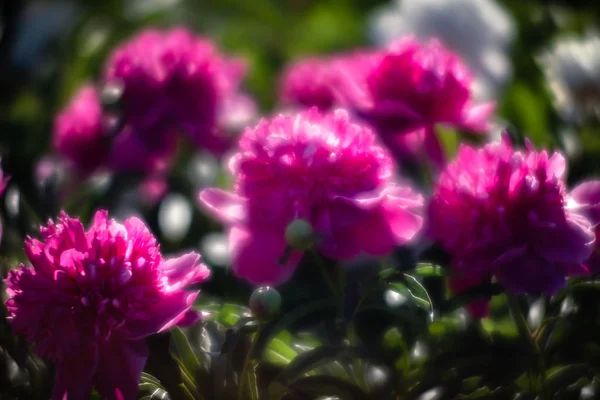 Imagem Foco Suave Peônias Rosa Florescendo Jardim Foco Seletivo Profundidade — Fotografia de Stock