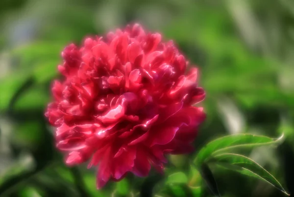 Soft focus image of blooming pink peonies in the garden. Selective focus. Shallow depth of field