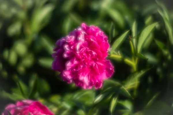 Lágy Fókusz Képet Virágzó Rózsaszín Pünkösdirózsa Kertben Szelektív Összpontosít Sekély — Stock Fotó