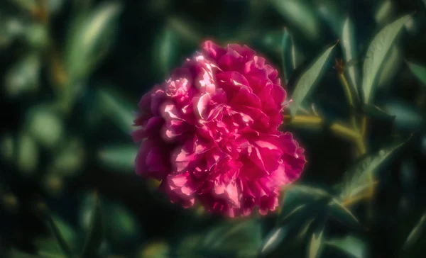 Yumuşak Odak Pembe Çiçek Açan Görüntü Peonies Bahçede Seçici Odak — Stok fotoğraf