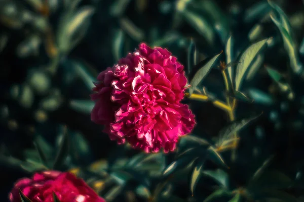 Який Фокус Зображення Квітучих Рожевих Півоній Саду Вибірковий Фокус Невелика — стокове фото
