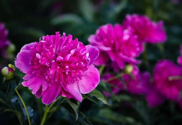 Який Фокус Зображення Квітучих Рожевих Півоній Саду Вибірковий Фокус Невелика — стокове фото