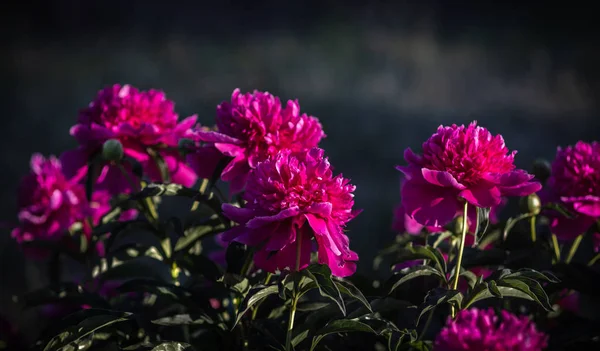 Soft focus image of blooming pink peonies in the garden. Selective focus. Shallow depth of field