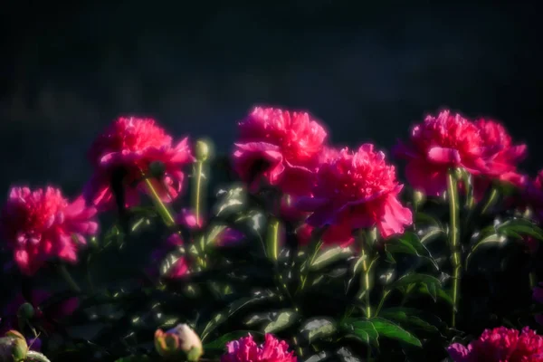 Soft Focus Sea Foto Van Bloeiende Roze Pioenrozen Tuin Selectieve — Stockfoto