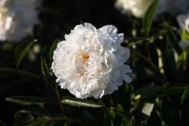 Yumuşak odak beyaz çiçek açan görüntü peonies bahçede. Seçici odak. Sığ derinlik-in tarla