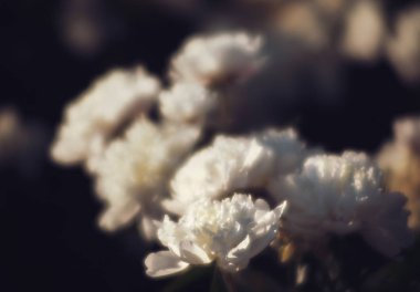 Yumuşak odak beyaz çiçek açan görüntü peonies bahçede. Seçici odak. Sığ derinlik-in tarla