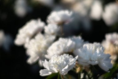 Yumuşak odak beyaz çiçek açan görüntü peonies bahçede. Seçici odak. Sığ derinlik-in tarla