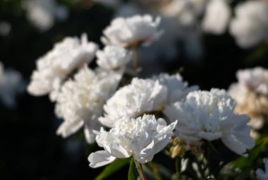 Yumuşak odak beyaz çiçek açan görüntü peonies bahçede. Seçici odak. Sığ derinlik-in tarla