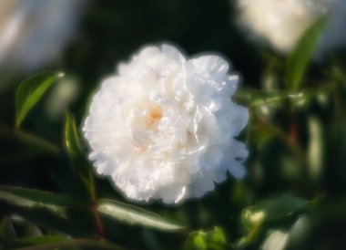 Yumuşak odak beyaz çiçek açan görüntü peonies bahçede. Seçici odak. Sığ derinlik-in tarla