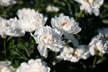 Yumuşak odak beyaz çiçek açan görüntü peonies bahçede. Seçici odak. Sığ derinlik-in tarla