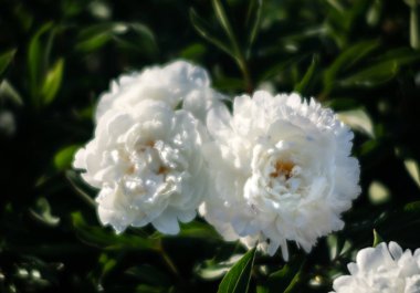 Yumuşak odak beyaz çiçek açan görüntü peonies bahçede. Seçici odak. Sığ derinlik-in tarla
