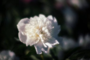 Yumuşak odak beyaz çiçek açan görüntü peonies bahçede. Seçici odak. Sığ derinlik-in tarla