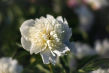Yumuşak odak beyaz çiçek açan görüntü peonies bahçede. Seçici odak. Sığ derinlik-in tarla
