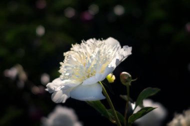 Yumuşak odak beyaz çiçek açan görüntü peonies bahçede. Seçici odak. Sığ derinlik-in tarla