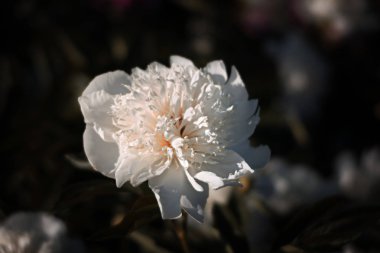 Yumuşak odak beyaz çiçek açan görüntü peonies bahçede. Seçici odak. Sığ derinlik-in tarla