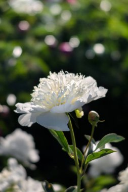 Yumuşak odak beyaz çiçek açan görüntü peonies bahçede. Seçici odak. Sığ derinlik-in tarla
