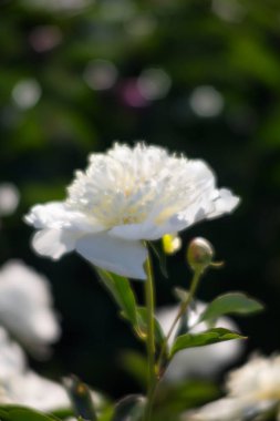 Yumuşak odak beyaz çiçek açan görüntü peonies bahçede. Seçici odak. Sığ derinlik-in tarla