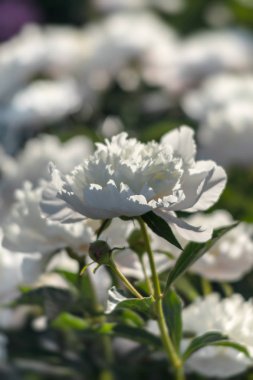 Yumuşak odak beyaz çiçek açan görüntü peonies bahçede. Seçici odak. Sığ derinlik-in tarla