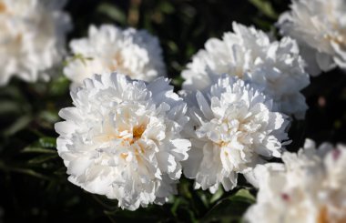 Yumuşak odak beyaz çiçek açan görüntü peonies bahçede. Seçici odak. Sığ derinlik-in tarla