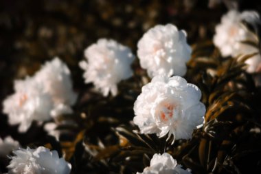 Yumuşak odak beyaz çiçek açan görüntü peonies bahçede. Seçici odak. Sığ derinlik-in tarla