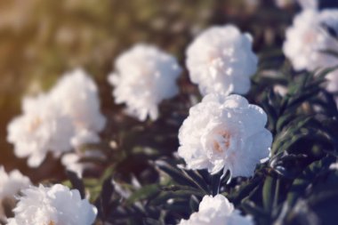 Yumuşak odak beyaz çiçek açan görüntü peonies bahçede. Seçici odak. Sığ derinlik-in tarla