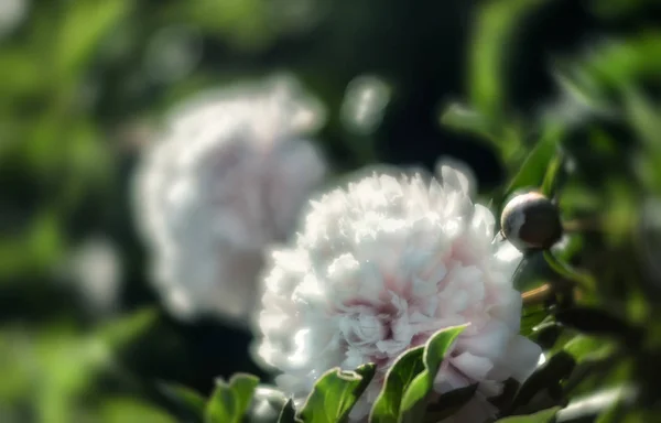 Мягкий Фокус Изображения Цветущих Белых Пионов Саду Выборочный Фокус Мелкая — стоковое фото
