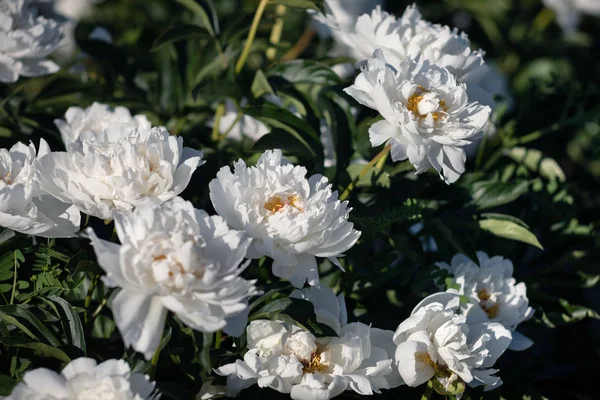 Lágy Fókusz Képet Virágzó Fehér Pünkösdirózsa Kertben Szelektív Összpontosít Sekély — Stock Fotó