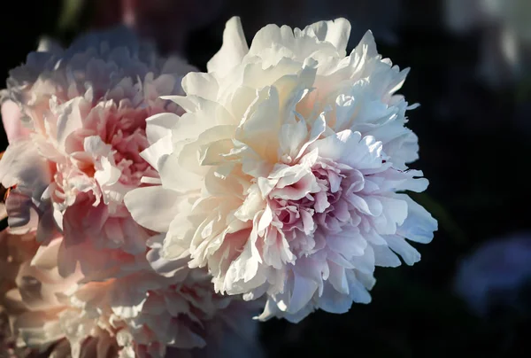 Yumuşak Odak Beyaz Çiçek Açan Görüntü Peonies Bahçede Seçici Odak — Stok fotoğraf