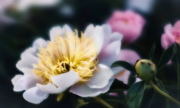 Yumuşak Odak Beyaz Çiçek Açan Görüntü Peonies Bahçede Seçici Odak — Stok fotoğraf