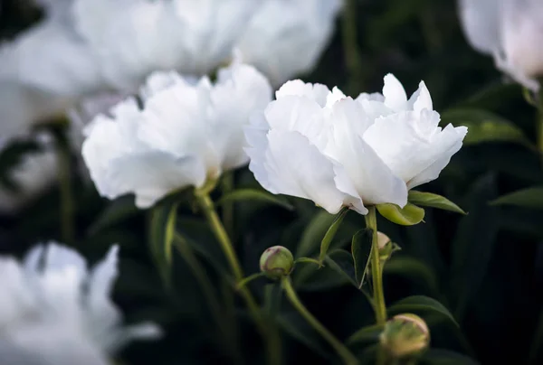 Мягкий Фокус Изображения Цветущих Белых Пионов Саду Выборочный Фокус Мелкая — стоковое фото