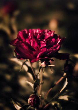 Yumuşak odak pembe çiçek açan görüntü peonies bahçede. Seçici odak. Sığ derinlik-in tarla